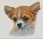 Chihuahua (No Background) (image for) Chihuahua (No Background)